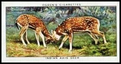 13 Indian Axis Deer